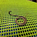 1980-1983 Plymouth Dodge Chrysler Nos Mopar Left Bucket Seat Latch Return Spring. Fixed Price $24.95.